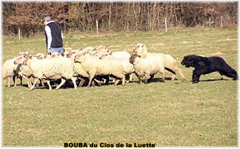 le bouvier des flandres et les moutons - Elevage du CLOS DE LA LUETTE - COPYRIGHT DEPOSE